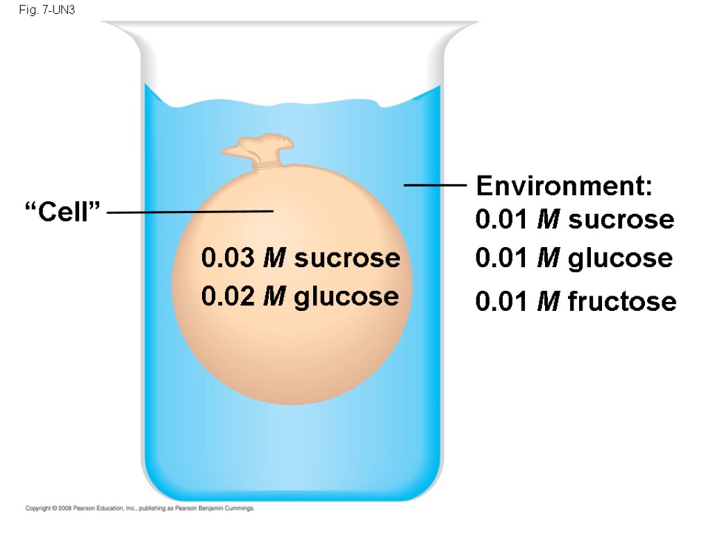 Fig. 7-UN3 Environment: 0.01 M sucrose 0.01 M glucose 0.01 M fructose “Cell” 0.03